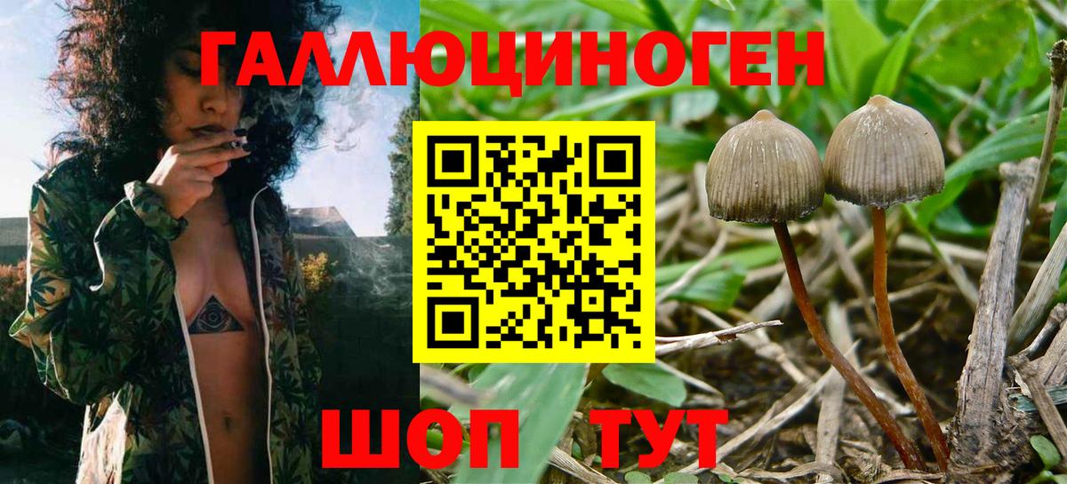 Псилоцибиновые грибы GOLDEN TEACHER  Вход с VPN  Тюмень  Галлюциногенные грибы Psilocybine cubensis 